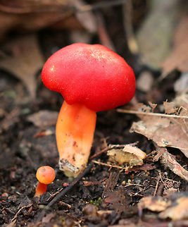 Hygrocybe miniata Cap: bright red, dry, convex. Gills: thick, attached, and yellow, with frequent short gills. Stem: Orange with white base. Odor: stinky

Habitat: Mixed forest; growing under oak Fall,Geotagged,Hygrocybe,Hygrocybe miniata,United States,mushroom,red,red mushroom