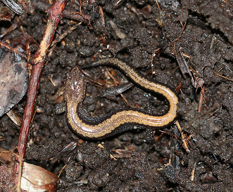 Red-backed Salamander - Plethodon cinereus This salamander had a black body with a tan stripe down the middle of its back. It was ~5 cm long. 

Red-backed salamanders exhibit color polymorphism with two common color variations - the 'red-backed' variety has a red dorsal stripe that tapers towards the tail and the 'lead-backed' variety lacks most or all of the red pigmentation. The red-backed phase is not always red, but may actually be various other colors (yellow-backed, orange-backed, or white-backed). 

Habitat: Mixed forest. Fall,Geotagged,Plethodon cinereus,Red- backed salamander,United States,salamander
