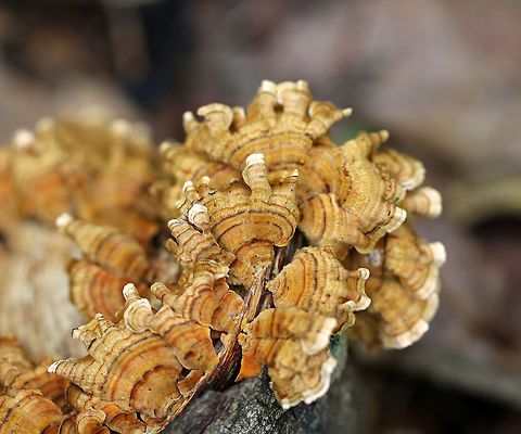 False Turkey Tail - Stereum ostrea Habitat: Growing on a fallen tree in a mixed forest Fall,False turkey-tail,Geotagged,Stereum ostrea,United States,fungus,stereum