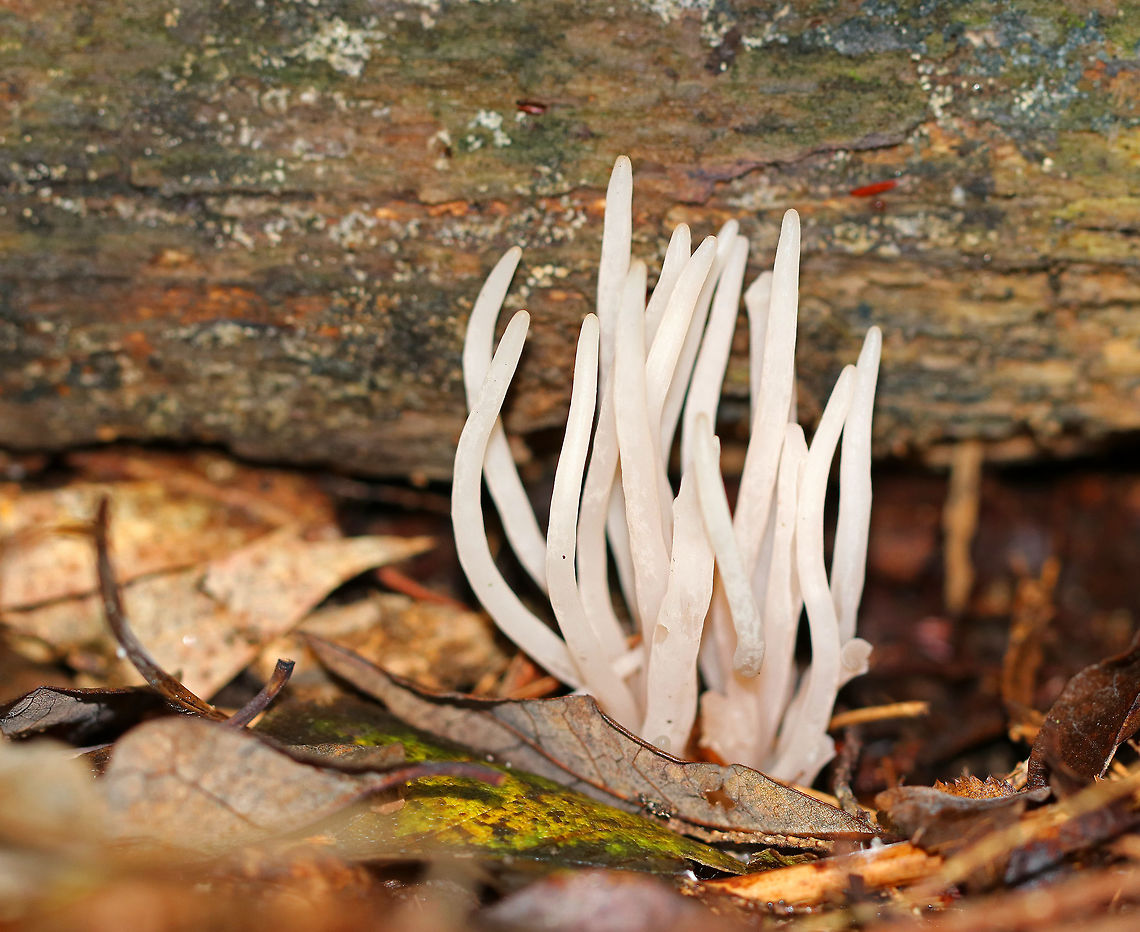 Clavaria fumosa Very pink fungi. The fruiting bodies were 5-7 cm tall, mostly cylindrical with a slightly tapered base, and some had longitudinal grooves. They were very fragile and waxy.<br />
<br />
Habitat: Growing on the ground in a mixed forest. Clavaria fumosa,Fall,Geotagged,Smoky clavaria,United States,clavaria,fungus