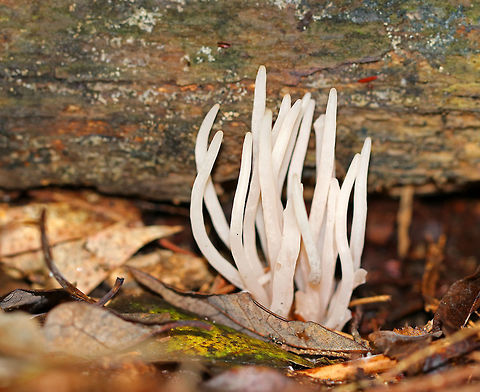Clavaria fumosa Very pink fungi. The fruiting bodies were 5-7 cm tall, mostly cylindrical with a slightly tapered base, and some had longitudinal grooves. They were very fragile and waxy.

Habitat: Growing on the ground in a mixed forest. Clavaria fumosa,Fall,Geotagged,Smoky clavaria,United States,clavaria,fungus