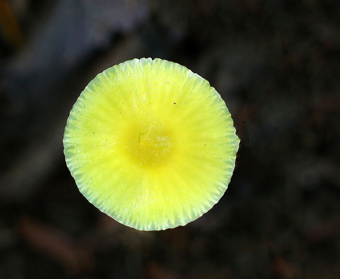 Golden Waxycap - Hygrocybe chlorophana group Habitat: Growing on the ground in a mixed forest<br />
<figure class="photo"><a href="https://www.jungledragon.com/image/73824/golden_waxycap_-_hygrocybe_chlorophana_group.html" title="Golden Waxycap - Hygrocybe chlorophana group"><img src="https://s3.amazonaws.com/media.jungledragon.com/images/3232/73824_thumb.jpg?AWSAccessKeyId=05GMT0V3GWVNE7GGM1R2&Expires=1767225610&Signature=7gVmNQKbRURSemz3ZmNDgfdgOWI%3D" width="200" height="170" alt="Golden Waxycap - Hygrocybe chlorophana group Habitat: Growing on the ground in a mixed forest<br />
https://www.jungledragon.com/image/73823/golden_waxycap_-_hygrocybe_chlorophana_group.html Fall,Geotagged,Golden Waxycap,Hygrocybe chlorophana,United States" /></a></figure> Fall,Geotagged,Golden Waxycap,Hygrocybe chlorophana,United States