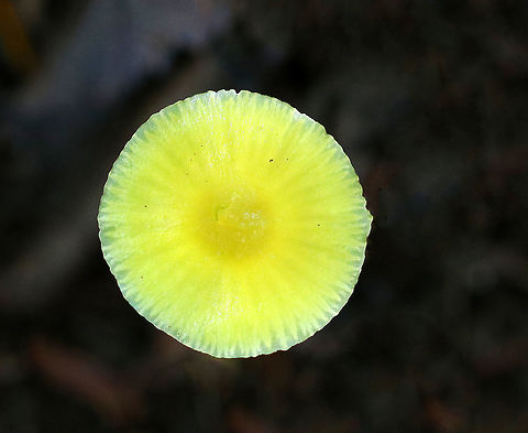 Golden Waxycap - Hygrocybe chlorophana group Habitat: Growing on the ground in a mixed forest
https://www.jungledragon.com/image/73824/golden_waxycap_-_hygrocybe_chlorophana_group.html Fall,Geotagged,Golden Waxycap,Hygrocybe chlorophana,United States