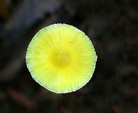 Golden Waxycap - Hygrocybe chlorophana group Habitat: Growing on the ground in a mixed forest<br />
https://www.jungledragon.com/image/73824/golden_waxycap_-_hygrocybe_chlorophana_group.html Fall,Geotagged,Golden Waxycap,Hygrocybe chlorophana,United States