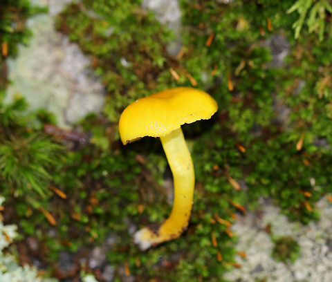 Golden Waxycap - Hygrocybe chlorophana group Habitat: Growing on the ground in a mixed forest
https://www.jungledragon.com/image/73823/golden_waxycap_-_hygrocybe_chlorophana_group.html Fall,Geotagged,Golden Waxycap,Hygrocybe chlorophana,United States