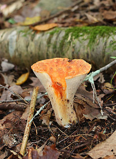 Woolly chanterelle - Turbinellus floccosus Vase-shaped mushrooms with scaly, orange caps. The outer surface was wrinkled and cream-colored. About 7 cm tall.

Habitat: Growing on the ground in a mostly coniferous forest.
https://www.jungledragon.com/image/73826/woolly_chanterelle_-_turbinellus_floccosus.html Fall,Geotagged,Turbinellus floccosus,United States,Woolly chanterelle