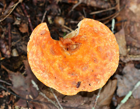 Woolly chanterelle - Turbinellus floccosus Vase-shaped mushrooms with scaly, orange caps. The outer surface was wrinkled and cream-colored. About 7 cm tall.

Habitat: Growing on the ground in a mostly coniferous forest.
https://www.jungledragon.com/image/73825/woolly_chanterelle_-_turbinellus_floccosus.html Fall,Geotagged,Turbinellus floccosus,United States,Woolly chanterelle