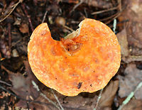Woolly chanterelle - Turbinellus floccosus Vase-shaped mushrooms with scaly, orange caps. The outer surface was wrinkled and cream-colored. About 7 cm tall.<br />
<br />
Habitat: Growing on the ground in a mostly coniferous forest.<br />
https://www.jungledragon.com/image/73825/woolly_chanterelle_-_turbinellus_floccosus.html Fall,Geotagged,Turbinellus floccosus,United States,Woolly chanterelle