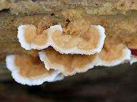 Trametopsis cervina Habitat: Growing on rotting wood in a mixed forest<br />
https://www.jungledragon.com/image/73828/trametopsis_cervina.html Fall,Geotagged,Trametopsis,Trametopsis cervina,United States