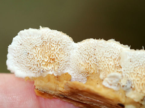 Trametopsis cervina Habitat: Growing on rotting wood in a mixed forest
https://www.jungledragon.com/image/73827/trametopsis_cervina.html Fall,Geotagged,Trametopsis cervina,United States