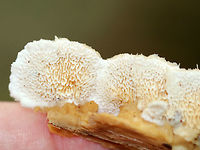 Trametopsis cervina Habitat: Growing on rotting wood in a mixed forest<br />
https://www.jungledragon.com/image/73827/trametopsis_cervina.html Fall,Geotagged,Trametopsis cervina,United States