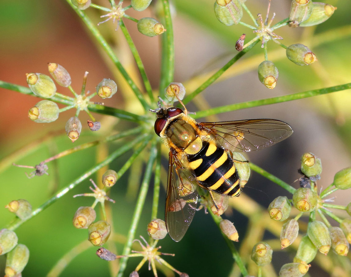 Syrphid Fly - Syrphus ribesii Habitat: Rural garden Fall,Geotagged,Syrphus,Syrphus ribesii,United States,fly,opinator,syrphid fly