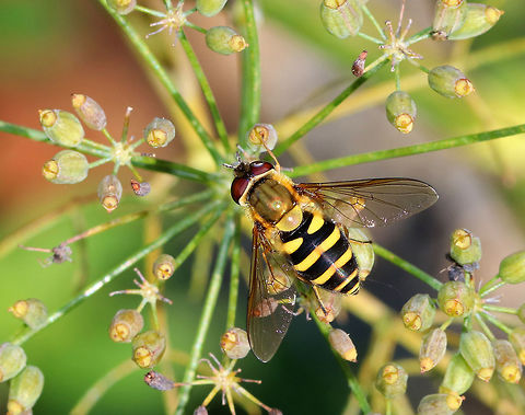 Syrphid Fly - Syrphus ribesii Habitat: Rural garden Fall,Geotagged,Syrphus,Syrphus ribesii,United States,fly,opinator,syrphid fly
