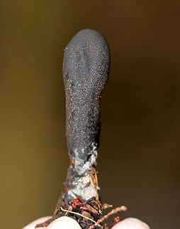 Dead Man's Fingers - Xylaria polymorpha Habitat: Growing on the ground in a mixed forest - probably on buried wood.
https://www.jungledragon.com/image/73896/dead_mans_fingers_-_xylaria_polymorpha.html Fall,Geotagged,United States,Xylaria polymorpha,dead man's fingers,fungus,xylaria