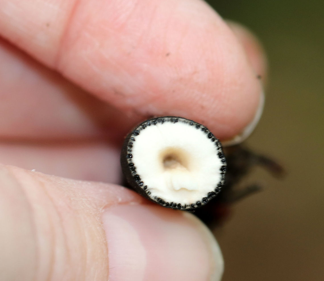 Dead Man's Fingers - Xylaria polymorpha Sadly, this photo is blurry. But, I'm sharing it because it shows a cross section of the fruiting body. The little black dots around the edges are called perithecia.  The perithcia have a layer of asci, which contain the ascospores.<br />
<br />
Habitat: Growing on the ground in a mixed forest - probably on buried wood.<br />
<figure class="photo"><a href="https://www.jungledragon.com/image/73895/dead_mans_fingers_-_xylaria_polymorpha.html" title="Dead Man's Fingers - Xylaria polymorpha"><img src="https://s3.amazonaws.com/media.jungledragon.com/images/3232/73895_thumb.jpg?AWSAccessKeyId=05GMT0V3GWVNE7GGM1R2&Expires=1769040010&Signature=8m71zf7lsx3jr1Le6WN9GVTXF6Y%3D" width="122" height="152" alt="Dead Man's Fingers - Xylaria polymorpha Habitat: Growing on the ground in a mixed forest - probably on buried wood.<br />
https://www.jungledragon.com/image/73896/dead_mans_fingers_-_xylaria_polymorpha.html Fall,Geotagged,United States,Xylaria polymorpha,dead man's fingers,fungus,xylaria" /></a></figure><br />
 Fall,Geotagged,United States,Xylaria polymorpha