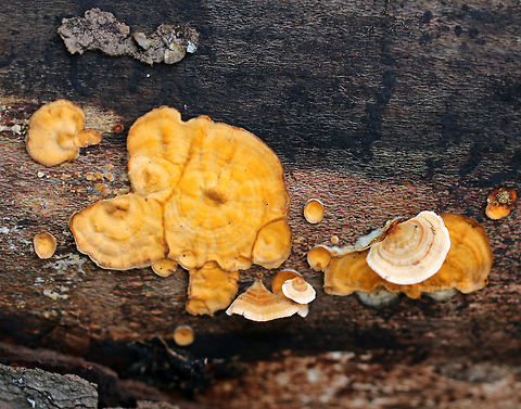 Stereum complicatum Habitat: On rotting wood in a mixed forest Fall,Geotagged,Stereum complicatum,Stereum rameale,United States,fungus,stereum