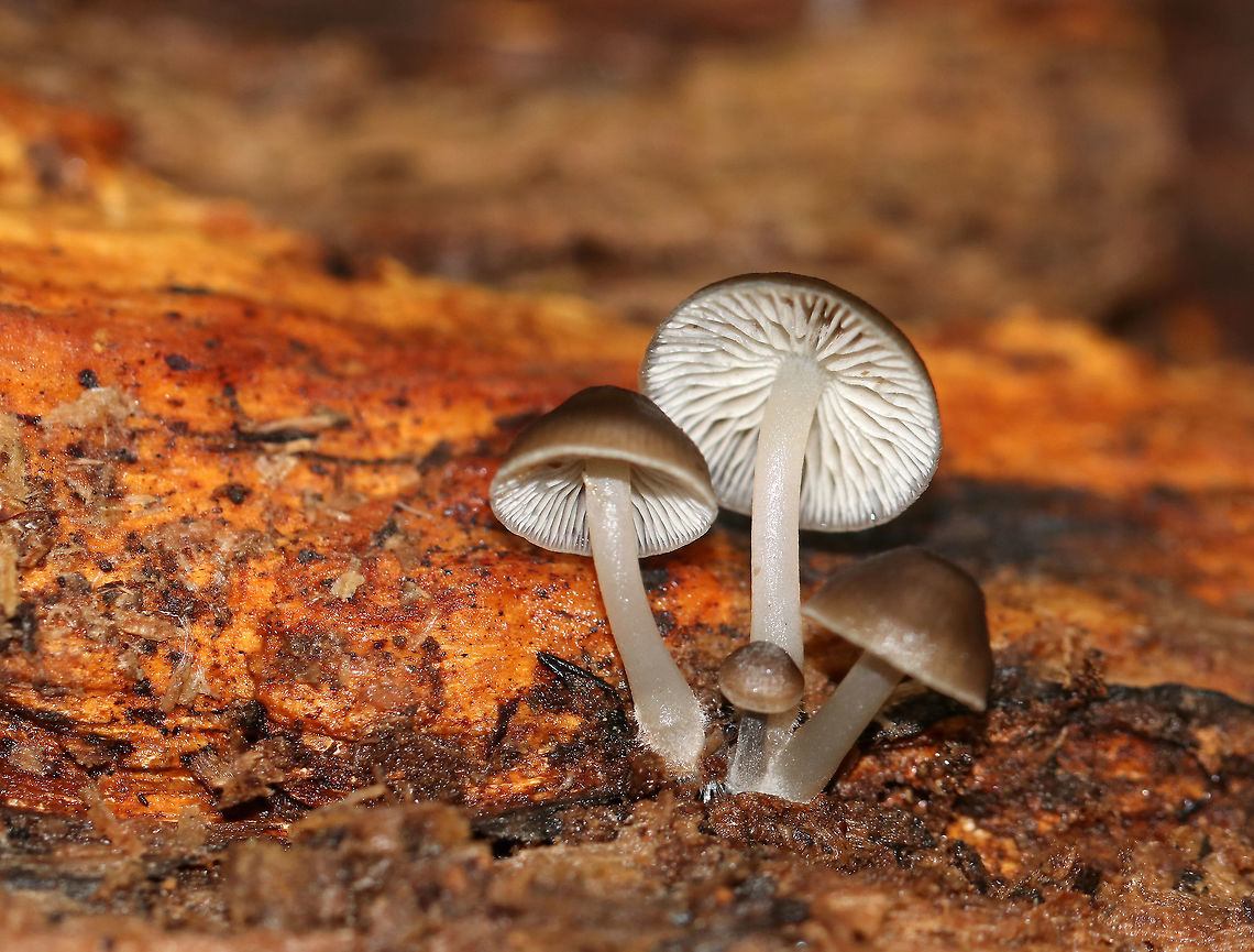 Fuzzy Foot - Mycena overholtsii *ID is tentative<br />
<br />
Habitat: Growing on rotting wood in a swamp Fall,Geotagged,Mycena overholtsii,United States,fungus,mushroom,mycena