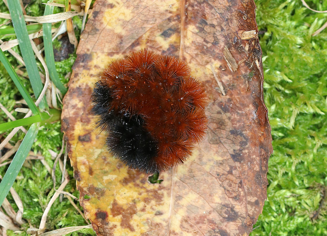 Banded Woolly Bear - Pyrrharctia isabella I saw very few woolly bears this past autumn - maybe a dozen.  In comparison, the year before, I saw at least 50.<br />
<br />
Habitat: Along the edge of a meadow<br />
<figure class="photo"><a href="https://www.jungledragon.com/image/73918/banded_woolly_bear_-_pyrrharctia_isabella.html" title="Banded Woolly Bear - Pyrrharctia isabella"><img src="https://s3.amazonaws.com/media.jungledragon.com/images/3232/73918_thumb.jpg?AWSAccessKeyId=05GMT0V3GWVNE7GGM1R2&Expires=1763596810&Signature=LcjRvP%2BjF9r9kQ3UpaIJ8JE75DQ%3D" width="200" height="154" alt="Banded Woolly Bear - Pyrrharctia isabella  I saw very few woolly bears this past autumn - maybe a dozen. In comparison, the year before, I saw at least 50.  <br />
<br />
Habitat: Along the edge of a meadow<br />
https://www.jungledragon.com/image/73917/banded_woolly_bear_-_pyrrharctia_isabella.html Banded woolly bear,Caterpillar,Fall,Geotagged,Pyrrharctia isabella,United States,woolly bear" /></a></figure> Banded woolly bear,Fall,Geotagged,Pyrrharctia isabella,United States,caterpillar,woolly bear
