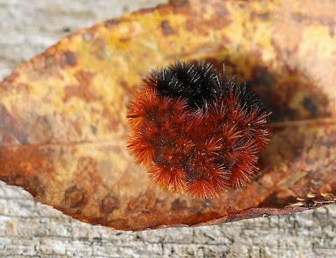 Banded Woolly Bear - Pyrrharctia isabella  I saw very few woolly bears this past autumn - maybe a dozen. In comparison, the year before, I saw at least 50.  

Habitat: Along the edge of a meadow
https://www.jungledragon.com/image/73917/banded_woolly_bear_-_pyrrharctia_isabella.html Banded woolly bear,Caterpillar,Fall,Geotagged,Pyrrharctia isabella,United States,woolly bear