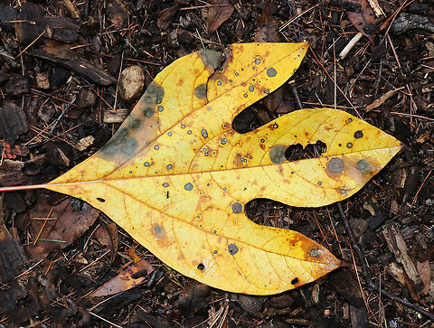Sassafras - Sassafras albidum A deciduous tree that grows up to 20 m tall. The leaves are alternate, green, and come in three shapes, all of which can be on the same branch. The possible shapes are: three-lobed leaves, un-lobed elliptical leaves, and two-lobed leaves.

This leaf was about 15 cm long.  

Habitat: Mixed forest Fall,Geotagged,Sassafras albidum,United States,White sassafras