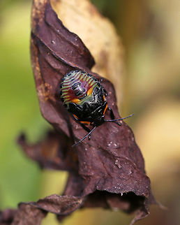 Green Stink Bug Nymph - Chinavia hilaris Adults and nymphs have stink glands on the underside of their thorax, which discharge large amounts of foul-smelling liquid when disturbed.

Habitat: On vegetation next to a pond Chinavia,Chinavia hilaris,Fall,Geotagged,Green stink bug,United States,nymph,stink bug,stink bug nymph