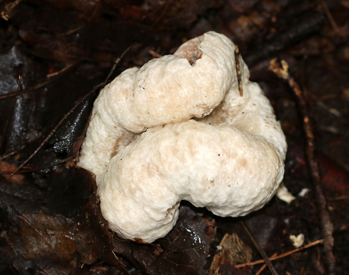 Shrimp of the Woods - Entoloma abortivum The aborted form of this species looks like an irregular blob that is whitish brown outside with white and pink areas inside. For years, it was thought that the aborted forms of Entoloma developed in response to being parasitized by Armillaria species. But, research indicates that the relationship is the other way around: Entoloma is the parasite and the aborted structures are actually Armillaria.<br />
<br />
Habitat: Mixed forest Aborted entoloma,Entoloma,Entoloma abortivum,Fall,Geotagged,Shrimp of the Woods,United States,mushroom