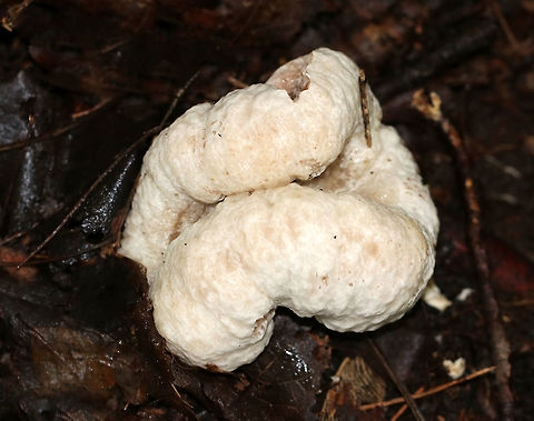 Shrimp of the Woods - Entoloma abortivum The aborted form of this species looks like an irregular blob that is whitish brown outside with white and pink areas inside. For years, it was thought that the aborted forms of Entoloma developed in response to being parasitized by Armillaria species. But, research indicates that the relationship is the other way around: Entoloma is the parasite and the aborted structures are actually Armillaria.

Habitat: Mixed forest Aborted entoloma,Entoloma,Entoloma abortivum,Fall,Geotagged,Shrimp of the Woods,United States,mushroom