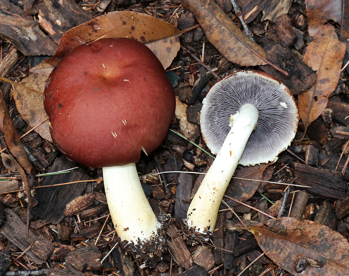 King Stropharia - Stropharia rugosoannulata Deep reddish brown caps, purple-gray gills, and a white stem with a thick, cogwheeled ring. Interestingly, Stropharia rugosoannulata is a nematophagous fungus, which means that it is able to trap and digest nematodes. <br />
<br />
Habitat: Growing in wood chips on a nature trail and along the edges of the woods (mixed forest)<br />
<figure class="photo"><a href="https://www.jungledragon.com/image/73951/king_stropharia_-_stropharia_rugosoannulata.html" title="King Stropharia - Stropharia rugosoannulata"><img src="https://s3.amazonaws.com/media.jungledragon.com/images/3232/73951_thumb.jpg?AWSAccessKeyId=05GMT0V3GWVNE7GGM1R2&Expires=1767225610&Signature=OtnGJ%2BZ7efFI5xST8tyn3OIua44%3D" width="200" height="168" alt="King Stropharia - Stropharia rugosoannulata Deep reddish brown caps, purple-gray gills, and a white stem with a thick, cogwheeled ring. Interestingly, Stropharia rugosoannulata is a nematophagous fungus, which means that it is able to trap and digest nematodes. <br />
<br />
Habitat: Growing in wood chips on a nature trail and along the edges of the woods (mixed forest)<br />
https://www.jungledragon.com/image/73948/king_stropharia_-_stropharia_rugosoannulata.html<br />
https://www.jungledragon.com/image/73949/king_stropharia_-_stropharia_rugosoannulata.html<br />
https://www.jungledragon.com/image/73950/king_stropharia_-_stropharia_rugosoannulata.html Fall,Geotagged,King stropharia,Stropharia rugosoannulata,United States" /></a></figure><br />
<figure class="photo"><a href="https://www.jungledragon.com/image/73948/king_stropharia_-_stropharia_rugosoannulata.html" title="King Stropharia - Stropharia rugosoannulata"><img src="https://s3.amazonaws.com/media.jungledragon.com/images/3232/73948_thumb.jpg?AWSAccessKeyId=05GMT0V3GWVNE7GGM1R2&Expires=1767225610&Signature=lWbMaXDGZNstoZB5KsO%2BN48wuuM%3D" width="200" height="154" alt="King Stropharia - Stropharia rugosoannulata Deep reddish brown caps, purple-gray gills, and a white stem with a thick, cogwheeled ring. Interestingly, Stropharia rugosoannulata is a nematophagous fungus, which means that it is able to trap and digest nematodes. <br />
<br />
Habitat: Growing in wood chips on a nature trail and along the edges of the woods (mixed forest)<br />
https://www.jungledragon.com/image/73951/king_stropharia_-_stropharia_rugosoannulata.html<br />
https://www.jungledragon.com/image/73949/king_stropharia_-_stropharia_rugosoannulata.html<br />
https://www.jungledragon.com/image/73950/king_stropharia_-_stropharia_rugosoannulata.html Fall,Geotagged,King stropharia,Stropharia rugosoannulata,United States" /></a></figure><br />
<figure class="photo"><a href="https://www.jungledragon.com/image/73950/king_stropharia_-_stropharia_rugosoannulata.html" title="King Stropharia - Stropharia rugosoannulata"><img src="https://s3.amazonaws.com/media.jungledragon.com/images/3232/73950_thumb.jpg?AWSAccessKeyId=05GMT0V3GWVNE7GGM1R2&Expires=1767225610&Signature=4XgCL9qBCgWiTihpHzWHAnHpaKI%3D" width="200" height="152" alt="King Stropharia - Stropharia rugosoannulata Deep reddish brown caps, purple-gray gills, and a white stem with a thick, cogwheeled ring. Interestingly, Stropharia rugosoannulata is a nematophagous fungus, which means that it is able to trap and digest nematodes. <br />
<br />
Habitat: Growing in wood chips on a nature trail and along the edges of the woods (mixed forest)<br />
https://www.jungledragon.com/image/73951/king_stropharia_-_stropharia_rugosoannulata.html<br />
https://www.jungledragon.com/image/73948/king_stropharia_-_stropharia_rugosoannulata.html<br />
https://www.jungledragon.com/image/73949/king_stropharia_-_stropharia_rugosoannulata.html Fall,Geotagged,King stropharia,Stropharia rugosoannulata,United States" /></a></figure> Fall,Geotagged,King stropharia,Stropharia rugosoannulata,United States