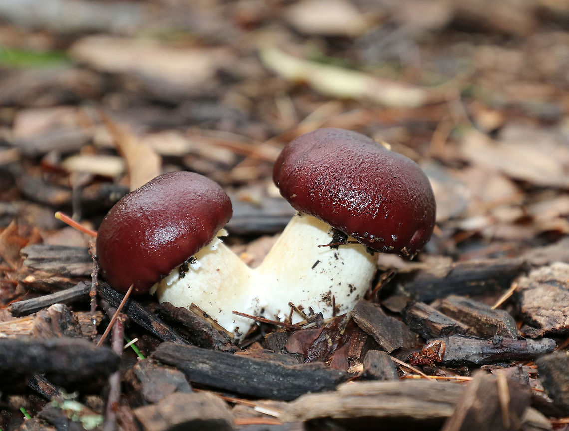 King Stropharia - Stropharia rugosoannulata Deep reddish brown caps, purple-gray gills, and a white stem with a thick, cogwheeled ring. Interestingly, Stropharia rugosoannulata is a nematophagous fungus, which means that it is able to trap and digest nematodes. <br />
<br />
Habitat: Growing in wood chips on a nature trail and along the edges of the woods (mixed forest)<br />
<figure class="photo"><a href="https://www.jungledragon.com/image/73951/king_stropharia_-_stropharia_rugosoannulata.html" title="King Stropharia - Stropharia rugosoannulata"><img src="https://s3.amazonaws.com/media.jungledragon.com/images/3232/73951_thumb.jpg?AWSAccessKeyId=05GMT0V3GWVNE7GGM1R2&Expires=1767225610&Signature=OtnGJ%2BZ7efFI5xST8tyn3OIua44%3D" width="200" height="168" alt="King Stropharia - Stropharia rugosoannulata Deep reddish brown caps, purple-gray gills, and a white stem with a thick, cogwheeled ring. Interestingly, Stropharia rugosoannulata is a nematophagous fungus, which means that it is able to trap and digest nematodes. <br />
<br />
Habitat: Growing in wood chips on a nature trail and along the edges of the woods (mixed forest)<br />
https://www.jungledragon.com/image/73948/king_stropharia_-_stropharia_rugosoannulata.html<br />
https://www.jungledragon.com/image/73949/king_stropharia_-_stropharia_rugosoannulata.html<br />
https://www.jungledragon.com/image/73950/king_stropharia_-_stropharia_rugosoannulata.html Fall,Geotagged,King stropharia,Stropharia rugosoannulata,United States" /></a></figure><br />
<figure class="photo"><a href="https://www.jungledragon.com/image/73948/king_stropharia_-_stropharia_rugosoannulata.html" title="King Stropharia - Stropharia rugosoannulata"><img src="https://s3.amazonaws.com/media.jungledragon.com/images/3232/73948_thumb.jpg?AWSAccessKeyId=05GMT0V3GWVNE7GGM1R2&Expires=1767225610&Signature=lWbMaXDGZNstoZB5KsO%2BN48wuuM%3D" width="200" height="154" alt="King Stropharia - Stropharia rugosoannulata Deep reddish brown caps, purple-gray gills, and a white stem with a thick, cogwheeled ring. Interestingly, Stropharia rugosoannulata is a nematophagous fungus, which means that it is able to trap and digest nematodes. <br />
<br />
Habitat: Growing in wood chips on a nature trail and along the edges of the woods (mixed forest)<br />
https://www.jungledragon.com/image/73951/king_stropharia_-_stropharia_rugosoannulata.html<br />
https://www.jungledragon.com/image/73949/king_stropharia_-_stropharia_rugosoannulata.html<br />
https://www.jungledragon.com/image/73950/king_stropharia_-_stropharia_rugosoannulata.html Fall,Geotagged,King stropharia,Stropharia rugosoannulata,United States" /></a></figure><br />
<figure class="photo"><a href="https://www.jungledragon.com/image/73949/king_stropharia_-_stropharia_rugosoannulata.html" title="King Stropharia - Stropharia rugosoannulata"><img src="https://s3.amazonaws.com/media.jungledragon.com/images/3232/73949_thumb.jpg?AWSAccessKeyId=05GMT0V3GWVNE7GGM1R2&Expires=1767225610&Signature=QfgKdO7fyl4uco47O2d%2BQPJKVGQ%3D" width="200" height="160" alt="King Stropharia - Stropharia rugosoannulata Deep reddish brown caps, purple-gray gills, and a white stem with a thick, cogwheeled ring. Interestingly, Stropharia rugosoannulata is a nematophagous fungus, which means that it is able to trap and digest nematodes. <br />
<br />
Habitat: Growing in wood chips on a nature trail and along the edges of the woods (mixed forest)<br />
https://www.jungledragon.com/image/73951/king_stropharia_-_stropharia_rugosoannulata.html<br />
https://www.jungledragon.com/image/73948/king_stropharia_-_stropharia_rugosoannulata.html<br />
https://www.jungledragon.com/image/73950/king_stropharia_-_stropharia_rugosoannulata.html Fall,Geotagged,King stropharia,Stropharia rugosoannulata,United States" /></a></figure> Fall,Geotagged,King stropharia,Stropharia rugosoannulata,United States