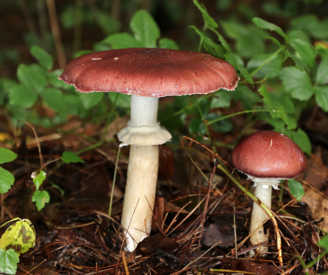 King Stropharia - Stropharia rugosoannulata Deep reddish brown caps, purple-gray gills, and a white stem with a thick, cogwheeled ring. Interestingly, Stropharia rugosoannulata is a nematophagous fungus, which means that it is able to trap and digest nematodes. <br />
<br />
Habitat: Growing in wood chips on a nature trail and along the edges of the woods (mixed forest)<br />
<figure class="photo"><a href="https://www.jungledragon.com/image/73948/king_stropharia_-_stropharia_rugosoannulata.html" title="King Stropharia - Stropharia rugosoannulata"><img src="https://s3.amazonaws.com/media.jungledragon.com/images/3232/73948_thumb.jpg?AWSAccessKeyId=05GMT0V3GWVNE7GGM1R2&Expires=1759968010&Signature=HVq3ZwhrUIuy29LKslmQzgW3CXY%3D" width="200" height="154" alt="King Stropharia - Stropharia rugosoannulata Deep reddish brown caps, purple-gray gills, and a white stem with a thick, cogwheeled ring. Interestingly, Stropharia rugosoannulata is a nematophagous fungus, which means that it is able to trap and digest nematodes. <br />
<br />
Habitat: Growing in wood chips on a nature trail and along the edges of the woods (mixed forest)<br />
https://www.jungledragon.com/image/73951/king_stropharia_-_stropharia_rugosoannulata.html<br />
https://www.jungledragon.com/image/73949/king_stropharia_-_stropharia_rugosoannulata.html<br />
https://www.jungledragon.com/image/73950/king_stropharia_-_stropharia_rugosoannulata.html Fall,Geotagged,King stropharia,Stropharia rugosoannulata,United States" /></a></figure><br />
<figure class="photo"><a href="https://www.jungledragon.com/image/73949/king_stropharia_-_stropharia_rugosoannulata.html" title="King Stropharia - Stropharia rugosoannulata"><img src="https://s3.amazonaws.com/media.jungledragon.com/images/3232/73949_thumb.jpg?AWSAccessKeyId=05GMT0V3GWVNE7GGM1R2&Expires=1759968010&Signature=vLvf3iyDzKcSwWeLp1Bl1FQ23rI%3D" width="200" height="160" alt="King Stropharia - Stropharia rugosoannulata Deep reddish brown caps, purple-gray gills, and a white stem with a thick, cogwheeled ring. Interestingly, Stropharia rugosoannulata is a nematophagous fungus, which means that it is able to trap and digest nematodes. <br />
<br />
Habitat: Growing in wood chips on a nature trail and along the edges of the woods (mixed forest)<br />
https://www.jungledragon.com/image/73951/king_stropharia_-_stropharia_rugosoannulata.html<br />
https://www.jungledragon.com/image/73948/king_stropharia_-_stropharia_rugosoannulata.html<br />
https://www.jungledragon.com/image/73950/king_stropharia_-_stropharia_rugosoannulata.html Fall,Geotagged,King stropharia,Stropharia rugosoannulata,United States" /></a></figure><br />
<figure class="photo"><a href="https://www.jungledragon.com/image/73950/king_stropharia_-_stropharia_rugosoannulata.html" title="King Stropharia - Stropharia rugosoannulata"><img src="https://s3.amazonaws.com/media.jungledragon.com/images/3232/73950_thumb.jpg?AWSAccessKeyId=05GMT0V3GWVNE7GGM1R2&Expires=1759968010&Signature=TTebV7Z1yB%2BvBHvTPtz93aIPDIg%3D" width="200" height="152" alt="King Stropharia - Stropharia rugosoannulata Deep reddish brown caps, purple-gray gills, and a white stem with a thick, cogwheeled ring. Interestingly, Stropharia rugosoannulata is a nematophagous fungus, which means that it is able to trap and digest nematodes. <br />
<br />
Habitat: Growing in wood chips on a nature trail and along the edges of the woods (mixed forest)<br />
https://www.jungledragon.com/image/73951/king_stropharia_-_stropharia_rugosoannulata.html<br />
https://www.jungledragon.com/image/73948/king_stropharia_-_stropharia_rugosoannulata.html<br />
https://www.jungledragon.com/image/73949/king_stropharia_-_stropharia_rugosoannulata.html Fall,Geotagged,King stropharia,Stropharia rugosoannulata,United States" /></a></figure> Fall,Geotagged,King stropharia,Stropharia rugosoannulata,United States