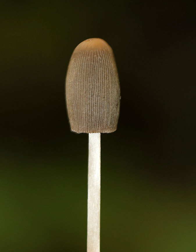 Parasola auricoma Tiny mushroom whose cap was deeply grooved and very finely hairy.<br />
<br />
Habitat: Growing on the ground, in the leaf litter. Mixed, but mostly deciduous forest. Fall,Geotagged,Parasola auricoma,United States
