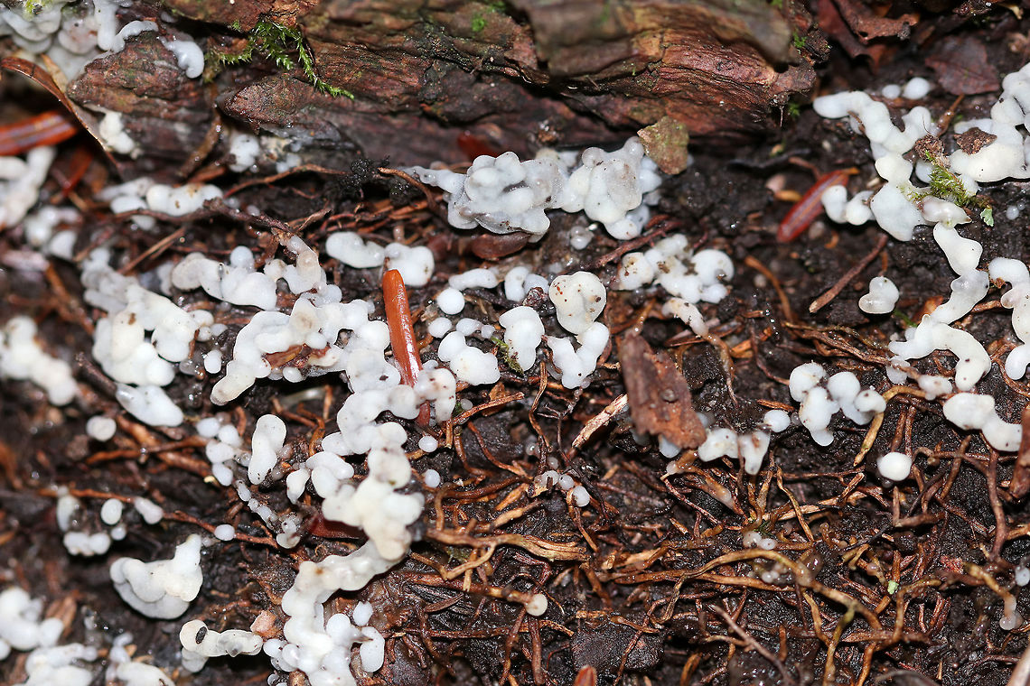 Sebacina epigaea Habitat: growing on the ground in a mixed forest, but under eastern hemlock.<br />
<br />
<figure class="photo"><a href="https://www.jungledragon.com/image/73899/sebacina_epigaea.html" title="Sebacina epigaea"><img src="https://s3.amazonaws.com/media.jungledragon.com/images/3232/73899_thumb.jpg?AWSAccessKeyId=05GMT0V3GWVNE7GGM1R2&Expires=1763596810&Signature=Nh8kJ2qzjXVm8sqS2uQ8A2OjKq0%3D" width="200" height="178" alt="Sebacina epigaea Habitat: growing on the ground in a mixed forest, but under eastern hemlock.<br />
https://www.jungledragon.com/image/73962/sebacina_epigaea.html Fall,Geotagged,Sebacina,Sebacina epigaea,United States" /></a></figure> Fall,Geotagged,Sebacina epigaea,United States