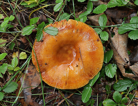 Russula amoenolens Habitat: Growing along the edge of a mostly deciduous forest
https://www.jungledragon.com/image/73964/russula_amoenolens.html Fall,Geotagged,Russula amoenolens,United States,mushroom,russula
