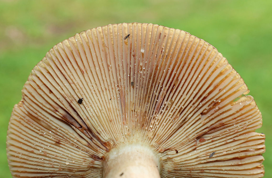 Russula amoenolens Habitat: Growing along the edge of a mostly deciduous forest<br />
<figure class="photo"><a href="https://www.jungledragon.com/image/73963/russula_amoenolens.html" title="Russula amoenolens"><img src="https://s3.amazonaws.com/media.jungledragon.com/images/3232/73963_thumb.jpg?AWSAccessKeyId=05GMT0V3GWVNE7GGM1R2&Expires=1767225610&Signature=B91eO%2FtrBPAc9EpvZGqaAXVQFDs%3D" width="200" height="156" alt="Russula amoenolens Habitat: Growing along the edge of a mostly deciduous forest<br />
https://www.jungledragon.com/image/73964/russula_amoenolens.html Fall,Geotagged,Russula amoenolens,United States,mushroom,russula" /></a></figure> Fall,Geotagged,Russula amoenolens,United States
