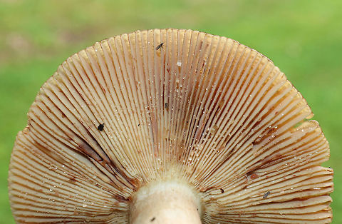 Russula amoenolens Habitat: Growing along the edge of a mostly deciduous forest
https://www.jungledragon.com/image/73963/russula_amoenolens.html Fall,Geotagged,Russula amoenolens,United States