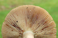 Russula amoenolens Habitat: Growing along the edge of a mostly deciduous forest<br />
https://www.jungledragon.com/image/73963/russula_amoenolens.html Fall,Geotagged,Russula amoenolens,United States