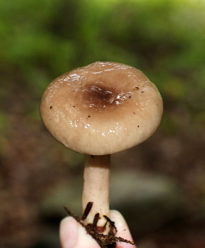 Mushroom - Lactarius sp. I haven&#039;t been able to determine species. Any ID help is appreciated :)<br />
<br />
The cap was super slimy, tan with a brown, depressed center, and slightly bumpy.  The gills were white with short gills and white latex. Stipe was similar to cap, but a bit lighter.<br />
<br />
Habitat: Growing in a cluster under a conifer, but with lots of deciduous trees surrounding it as well<br />
<figure class="photo"><a href="https://www.jungledragon.com/image/73967/mushroom_-_lactarius_sp.html" title="Mushroom - Lactarius sp."><img src="https://s3.amazonaws.com/media.jungledragon.com/images/3232/73967_thumb.jpg?AWSAccessKeyId=05GMT0V3GWVNE7GGM1R2&Expires=1759968010&Signature=KrFgC4MGaGropKTInuf2JIjRQc0%3D" width="200" height="144" alt="Mushroom - Lactarius sp. I haven&#039;t been able to determine species. Any ID help is appreciated :)<br />
<br />
The cap was super slimy, tan with a brown, depressed center, and slightly bumpy. The gills were white with short gills and white latex. Stipe was similar to cap, but a bit lighter.<br />
<br />
Habitat: Growing in a cluster under a conifer, but with lots of deciduous trees surrounding it as well<br />
https://www.jungledragon.com/image/73965/mushroom_-_lactarius_sp.html<br />
https://www.jungledragon.com/image/73966/mushroom_-_lactarius_sp.html Fall,Geotagged,United States" /></a></figure><br />
<figure class="photo"><a href="https://www.jungledragon.com/image/73966/mushroom_-_lactarius_sp.html" title="Mushroom - Lactarius sp."><img src="https://s3.amazonaws.com/media.jungledragon.com/images/3232/73966_thumb.jpg?AWSAccessKeyId=05GMT0V3GWVNE7GGM1R2&Expires=1759968010&Signature=Y4aaz0ZZQjmWNJuteGyqJuKICho%3D" width="138" height="152" alt="Mushroom - Lactarius sp. I haven&#039;t been able to determine species. Any ID help is appreciated :)<br />
<br />
The cap was super slimy, tan with a brown, depressed center, and slightly bumpy. The gills were white with short gills and white latex. Stipe was similar to cap, but a bit lighter.<br />
<br />
Habitat: Growing in a cluster under a conifer, but with lots of deciduous trees surrounding it as well<br />
https://www.jungledragon.com/image/73965/mushroom_-_lactarius_sp.html<br />
https://www.jungledragon.com/image/73967/mushroom_-_lactarius_sp.html Fall,Geotagged,United States" /></a></figure> Fall,Geotagged,United States,lactarius,mushroom