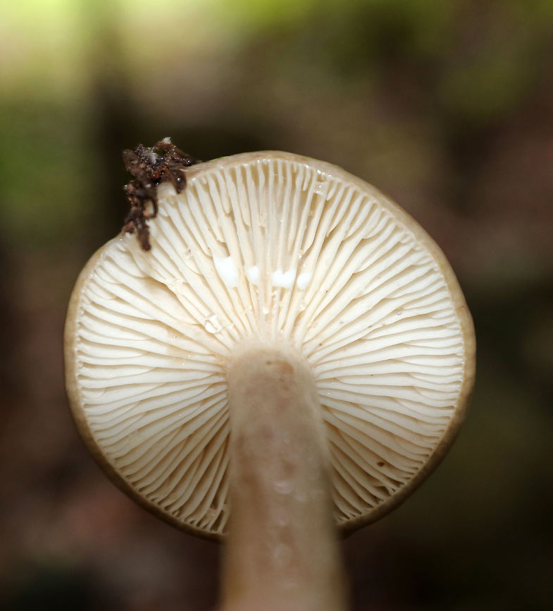 Mushroom - Lactarius sp. I haven't been able to determine species. Any ID help is appreciated :)<br />
<br />
The cap was super slimy, tan with a brown, depressed center, and slightly bumpy. The gills were white with short gills and white latex. Stipe was similar to cap, but a bit lighter.<br />
<br />
Habitat: Growing in a cluster under a conifer, but with lots of deciduous trees surrounding it as well<br />
<figure class="photo"><a href="https://www.jungledragon.com/image/73965/mushroom_-_lactarius_sp.html" title="Mushroom - Lactarius sp."><img src="https://s3.amazonaws.com/media.jungledragon.com/images/3232/73965_thumb.jpg?AWSAccessKeyId=05GMT0V3GWVNE7GGM1R2&Expires=1769040010&Signature=zVB41B9ThQ9dx6PU5BKOfNGf4wM%3D" width="126" height="152" alt="Mushroom - Lactarius sp. I haven't been able to determine species. Any ID help is appreciated :)<br />
<br />
The cap was super slimy, tan with a brown, depressed center, and slightly bumpy.  The gills were white with short gills and white latex. Stipe was similar to cap, but a bit lighter.<br />
<br />
Habitat: Growing in a cluster under a conifer, but with lots of deciduous trees surrounding it as well<br />
https://www.jungledragon.com/image/73967/mushroom_-_lactarius_sp.html<br />
https://www.jungledragon.com/image/73966/mushroom_-_lactarius_sp.html Fall,Geotagged,United States,lactarius,mushroom" /></a></figure><br />
<figure class="photo"><a href="https://www.jungledragon.com/image/73967/mushroom_-_lactarius_sp.html" title="Mushroom - Lactarius sp."><img src="https://s3.amazonaws.com/media.jungledragon.com/images/3232/73967_thumb.jpg?AWSAccessKeyId=05GMT0V3GWVNE7GGM1R2&Expires=1769040010&Signature=ExTotqtOS%2F9KIKVXALc78CbfZSc%3D" width="200" height="144" alt="Mushroom - Lactarius sp. I haven't been able to determine species. Any ID help is appreciated :)<br />
<br />
The cap was super slimy, tan with a brown, depressed center, and slightly bumpy. The gills were white with short gills and white latex. Stipe was similar to cap, but a bit lighter.<br />
<br />
Habitat: Growing in a cluster under a conifer, but with lots of deciduous trees surrounding it as well<br />
https://www.jungledragon.com/image/73965/mushroom_-_lactarius_sp.html<br />
https://www.jungledragon.com/image/73966/mushroom_-_lactarius_sp.html Fall,Geotagged,United States" /></a></figure> Fall,Geotagged,United States