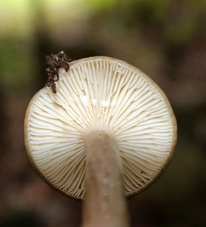 Mushroom - Lactarius sp. I haven't been able to determine species. Any ID help is appreciated :)

The cap was super slimy, tan with a brown, depressed center, and slightly bumpy. The gills were white with short gills and white latex. Stipe was similar to cap, but a bit lighter.

Habitat: Growing in a cluster under a conifer, but with lots of deciduous trees surrounding it as well
https://www.jungledragon.com/image/73965/mushroom_-_lactarius_sp.html
https://www.jungledragon.com/image/73967/mushroom_-_lactarius_sp.html Fall,Geotagged,United States