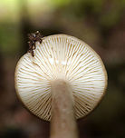 Mushroom - Lactarius sp. I haven't been able to determine species. Any ID help is appreciated :)<br />
<br />
The cap was super slimy, tan with a brown, depressed center, and slightly bumpy. The gills were white with short gills and white latex. Stipe was similar to cap, but a bit lighter.<br />
<br />
Habitat: Growing in a cluster under a conifer, but with lots of deciduous trees surrounding it as well<br />
https://www.jungledragon.com/image/73965/mushroom_-_lactarius_sp.html<br />
https://www.jungledragon.com/image/73967/mushroom_-_lactarius_sp.html Fall,Geotagged,United States