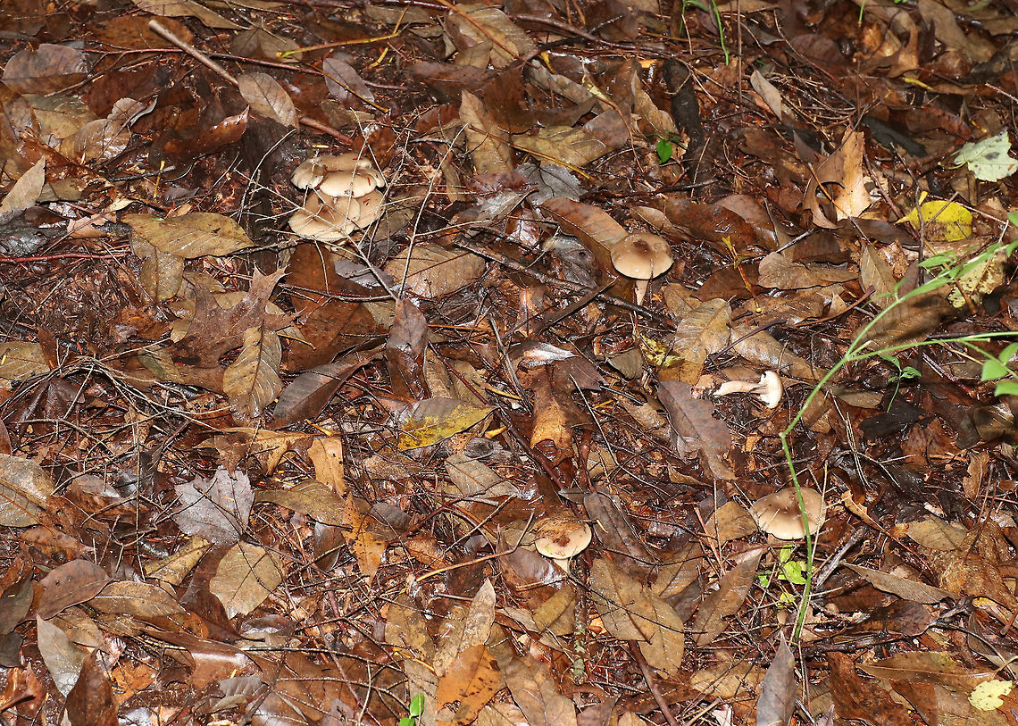 Mushroom - Lactarius sp. I haven't been able to determine species. Any ID help is appreciated :)<br />
<br />
The cap was super slimy, tan with a brown, depressed center, and slightly bumpy. The gills were white with short gills and white latex. Stipe was similar to cap, but a bit lighter.<br />
<br />
Habitat: Growing in a cluster under a conifer, but with lots of deciduous trees surrounding it as well<br />
<figure class="photo"><a href="https://www.jungledragon.com/image/73965/mushroom_-_lactarius_sp.html" title="Mushroom - Lactarius sp."><img src="https://s3.amazonaws.com/media.jungledragon.com/images/3232/73965_thumb.jpg?AWSAccessKeyId=05GMT0V3GWVNE7GGM1R2&Expires=1769040010&Signature=zVB41B9ThQ9dx6PU5BKOfNGf4wM%3D" width="126" height="152" alt="Mushroom - Lactarius sp. I haven't been able to determine species. Any ID help is appreciated :)<br />
<br />
The cap was super slimy, tan with a brown, depressed center, and slightly bumpy.  The gills were white with short gills and white latex. Stipe was similar to cap, but a bit lighter.<br />
<br />
Habitat: Growing in a cluster under a conifer, but with lots of deciduous trees surrounding it as well<br />
https://www.jungledragon.com/image/73967/mushroom_-_lactarius_sp.html<br />
https://www.jungledragon.com/image/73966/mushroom_-_lactarius_sp.html Fall,Geotagged,United States,lactarius,mushroom" /></a></figure><br />
<figure class="photo"><a href="https://www.jungledragon.com/image/73966/mushroom_-_lactarius_sp.html" title="Mushroom - Lactarius sp."><img src="https://s3.amazonaws.com/media.jungledragon.com/images/3232/73966_thumb.jpg?AWSAccessKeyId=05GMT0V3GWVNE7GGM1R2&Expires=1769040010&Signature=I%2FcT%2FefBn9KuUhpHh6El6EKdhns%3D" width="138" height="152" alt="Mushroom - Lactarius sp. I haven't been able to determine species. Any ID help is appreciated :)<br />
<br />
The cap was super slimy, tan with a brown, depressed center, and slightly bumpy. The gills were white with short gills and white latex. Stipe was similar to cap, but a bit lighter.<br />
<br />
Habitat: Growing in a cluster under a conifer, but with lots of deciduous trees surrounding it as well<br />
https://www.jungledragon.com/image/73965/mushroom_-_lactarius_sp.html<br />
https://www.jungledragon.com/image/73967/mushroom_-_lactarius_sp.html Fall,Geotagged,United States" /></a></figure> Fall,Geotagged,United States