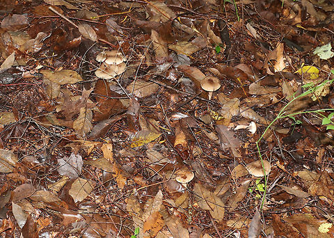 Mushroom - Lactarius sp. I haven't been able to determine species. Any ID help is appreciated :)

The cap was super slimy, tan with a brown, depressed center, and slightly bumpy. The gills were white with short gills and white latex. Stipe was similar to cap, but a bit lighter.

Habitat: Growing in a cluster under a conifer, but with lots of deciduous trees surrounding it as well
https://www.jungledragon.com/image/73965/mushroom_-_lactarius_sp.html
https://www.jungledragon.com/image/73966/mushroom_-_lactarius_sp.html Fall,Geotagged,United States