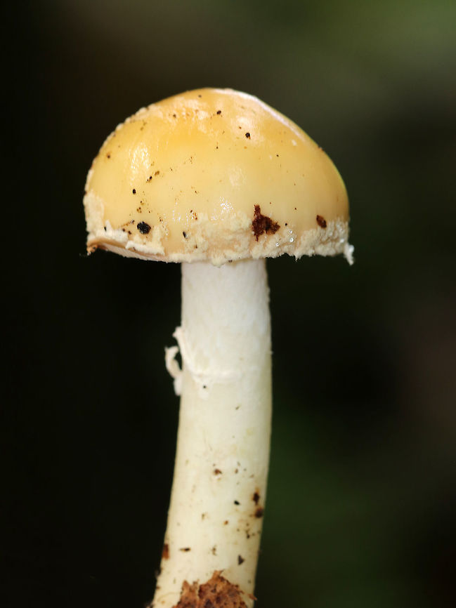 Amanita sect. Amanita Unfortunately, no idea on a species level ID so far.<br />
<br />
Habitat: Growing on the ground, next to a hardwood tree.<br />
<figure class="photo"><a href="https://www.jungledragon.com/image/73973/amanita_sect._amanita.html" title="Amanita sect. Amanita"><img src="https://s3.amazonaws.com/media.jungledragon.com/images/3232/73973_thumb.jpg?AWSAccessKeyId=05GMT0V3GWVNE7GGM1R2&Expires=1759968010&Signature=wDbFmGHAfSRsifnOdmNumDhSvDM%3D" width="200" height="156" alt="Amanita sect. Amanita Unfortunately, no idea on a species level ID so far.<br />
<br />
Habitat: Growing on the ground, next to a hardwood tree.<br />
https://www.jungledragon.com/image/73969/amanita_sect._amanita.html<br />
https://www.jungledragon.com/image/73972/amanita_sect._amanita.html Fall,Geotagged,United States" /></a></figure><br />
<figure class="photo"><a href="https://www.jungledragon.com/image/73972/amanita_sect._amanita.html" title="Amanita sect. Amanita"><img src="https://s3.amazonaws.com/media.jungledragon.com/images/3232/73972_thumb.jpg?AWSAccessKeyId=05GMT0V3GWVNE7GGM1R2&Expires=1759968010&Signature=i7ksg56Tq%2FGnqsWw46BBiv377oM%3D" width="200" height="194" alt="Amanita sect. Amanita Unfortunately, no idea on a species level ID so far.<br />
<br />
Habitat: Growing on the ground, next to a hardwood tree.<br />
https://www.jungledragon.com/image/73973/amanita_sect._amanita.html<br />
https://www.jungledragon.com/image/73969/amanita_sect._amanita.html Fall,Geotagged,United States" /></a></figure> Fall,Geotagged,United States,amanita,mushroom