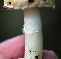 Amanita sect. Amanita Unfortunately, no idea on a species level ID so far.<br />
<br />
Habitat: Growing on the ground, next to a hardwood tree.<br />
https://www.jungledragon.com/image/73973/amanita_sect._amanita.html<br />
https://www.jungledragon.com/image/73969/amanita_sect._amanita.html Fall,Geotagged,United States