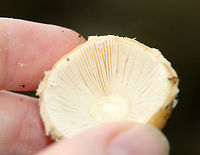 Amanita sect. Amanita Unfortunately, no idea on a species level ID so far.<br />
<br />
Habitat: Growing on the ground, next to a hardwood tree.<br />
https://www.jungledragon.com/image/73969/amanita_sect._amanita.html<br />
https://www.jungledragon.com/image/73972/amanita_sect._amanita.html Fall,Geotagged,United States