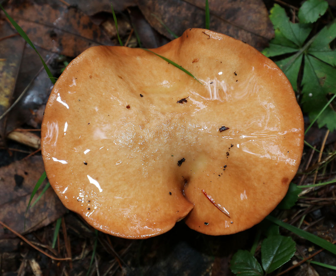Suillus weaverae Habitat: mixed forest<br />
<figure class="photo"><a href="https://www.jungledragon.com/image/73976/suillus_weaverae.html" title="Suillus weaverae"><img src="https://s3.amazonaws.com/media.jungledragon.com/images/3232/73976_thumb.jpg?AWSAccessKeyId=05GMT0V3GWVNE7GGM1R2&Expires=1759968010&Signature=%2BaAbnYElLKgphI9qvBYX%2Fp6h7n4%3D" width="200" height="162" alt="Suillus weaverae Habitat: mixed forest<br />
https://www.jungledragon.com/image/73974/suillus_weaverae.html Fall,Geotagged,Suillus weaverae,United States" /></a></figure><br />
 Fall,Geotagged,Suillus,Suillus weaverae,United States,mushroom