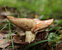 Suillus weaverae Habitat: mixed forest<br />
https://www.jungledragon.com/image/73974/suillus_weaverae.html Fall,Geotagged,Suillus weaverae,United States