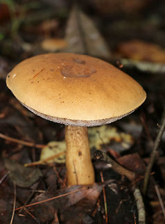 Tylopilus felleus The apex of the stipe had beautiful reticulation! Pores bruised pink.

Habitat: Under conifers in a mixed forest
https://www.jungledragon.com/image/73979/tylopilus_felleus.html
https://www.jungledragon.com/image/73978/tylopilus_felleus.html Fall,Geotagged,Tylopilus felleus,United States,mushroom,tylopilus