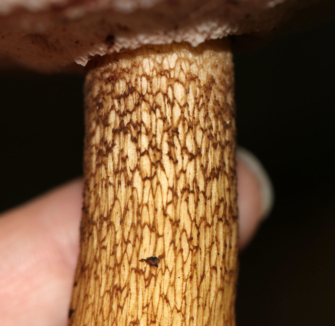 Tylopilus felleus The apex of the stipe had beautiful reticulation! Pores bruised pink.<br />
<br />
Habitat: Under conifers in a mixed forest<br />
<figure class="photo"><a href="https://www.jungledragon.com/image/73977/tylopilus_felleus.html" title="Tylopilus felleus"><img src="https://s3.amazonaws.com/media.jungledragon.com/images/3232/73977_thumb.jpg?AWSAccessKeyId=05GMT0V3GWVNE7GGM1R2&Expires=1759968010&Signature=gtC3BX%2FkPH5U6km6YM9K0QOC5Pk%3D" width="114" height="152" alt="Tylopilus felleus The apex of the stipe had beautiful reticulation! Pores bruised pink.<br />
<br />
Habitat: Under conifers in a mixed forest<br />
https://www.jungledragon.com/image/73979/tylopilus_felleus.html<br />
https://www.jungledragon.com/image/73978/tylopilus_felleus.html Fall,Geotagged,Tylopilus felleus,United States,mushroom,tylopilus" /></a></figure><br />
<figure class="photo"><a href="https://www.jungledragon.com/image/73979/tylopilus_felleus.html" title="Tylopilus felleus"><img src="https://s3.amazonaws.com/media.jungledragon.com/images/3232/73979_thumb.jpg?AWSAccessKeyId=05GMT0V3GWVNE7GGM1R2&Expires=1759968010&Signature=dzZVt51%2B0DCBQQbF7CoQ5KMSr0M%3D" width="200" height="152" alt="Tylopilus felleus The apex of the stipe had beautiful reticulation! Pores bruised pink.<br />
<br />
Habitat: Under conifers in a mixed forest<br />
https://www.jungledragon.com/image/73977/tylopilus_felleus.html<br />
https://www.jungledragon.com/image/73978/tylopilus_felleus.html Fall,Geotagged,Tylopilus felleus,United States" /></a></figure> Fall,Geotagged,Tylopilus felleus,United States