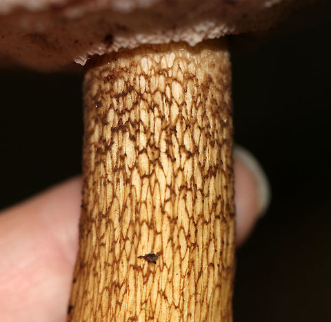 Tylopilus felleus The apex of the stipe had beautiful reticulation! Pores bruised pink.

Habitat: Under conifers in a mixed forest
https://www.jungledragon.com/image/73977/tylopilus_felleus.html
https://www.jungledragon.com/image/73979/tylopilus_felleus.html Fall,Geotagged,Tylopilus felleus,United States